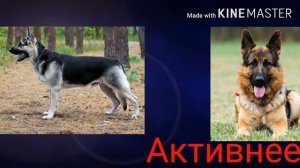 Кто сильней Восточно-европейская овчарка или Немецкая овчарка