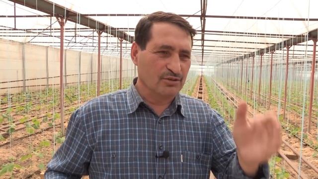 Какая должна быть высота теплицы? смотреть онлайн