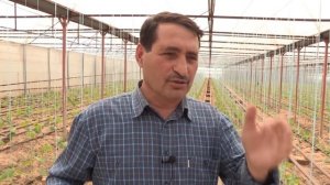 Какая должна быть высота теплицы?