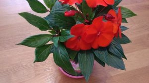 БАЛЬЗАМИН В ДОМАШНИХ УСЛОВИЯХ - СОВЕТЫ ПО УХОДУ