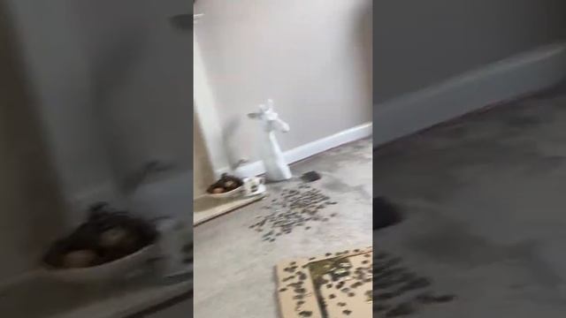 Tdl reference standard ms смотреть онлайн