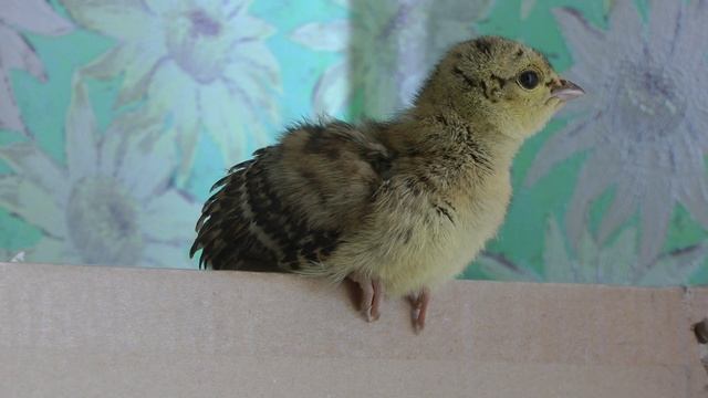 д.Новинка 06-04-2021