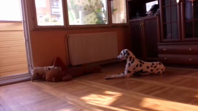 Звериная троица на старой квартире, лето 2016 смотреть онлайн