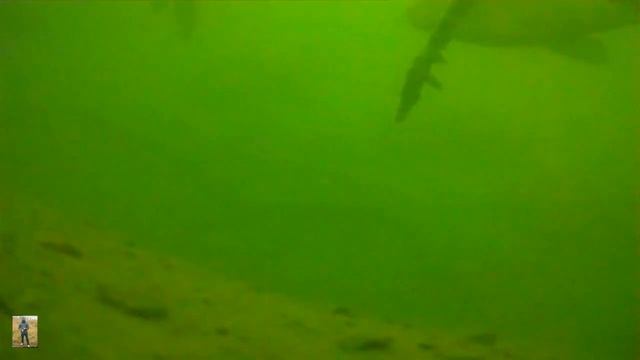 Поведение рыбы под водой зимой. Зимняя рыбалка на карася и карпа смотреть онлайн