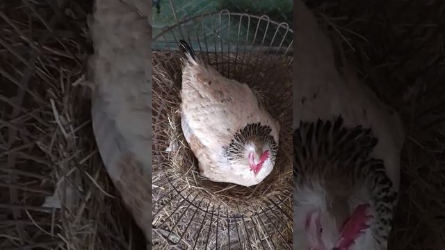 жизнь, как она есть... смотреть онлайн