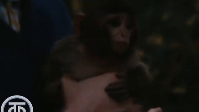 1981 В мире животных. | В Сухумском обезьяньем городке с Николаем Дроздовым смотреть онлайн