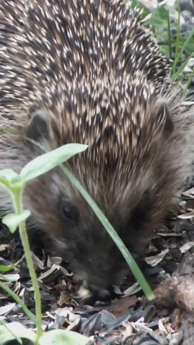 Ёжик жует семечки подсолнечника