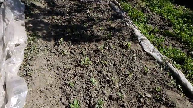 Махровая хризантема и посадка на геотекстиль смотреть онлайн