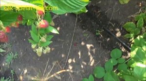 Сорта малины. Малина Джоан Джей (Joan J)