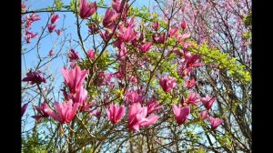 Магнолия Суланжа.