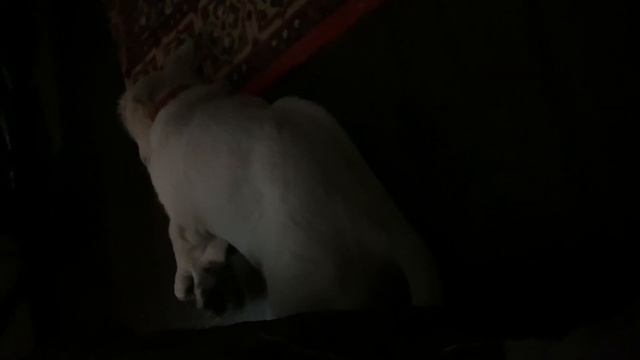 Беспокойный сон щенка смотреть онлайн