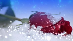 Футаж. Цветы на снегу 17  Footage. Flowers in the snow 17