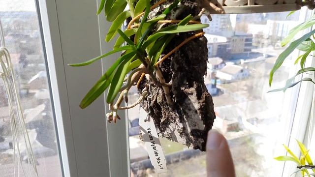 Орхидеи на блоке в квартире! смотреть онлайн