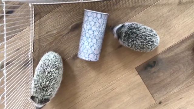 МИЛЫЙ ЕЖИК) ЛЮБИМЫЕ ДОМАШНИЕ ЖИВОТНЫЕ. Вонючие тапки! смотреть онлайн