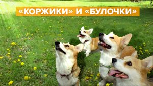 Булочная по-самарски: корги из питомника набирают популярность в TikTok