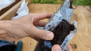 Саженец груши из интернет магазина OZON