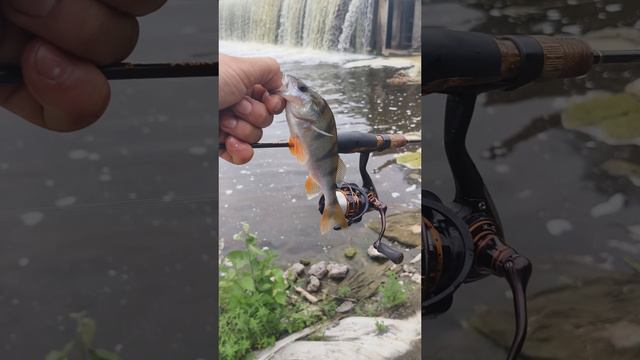 вечером ловлю #окуней на #мормышку #спиннингом смотреть онлайн