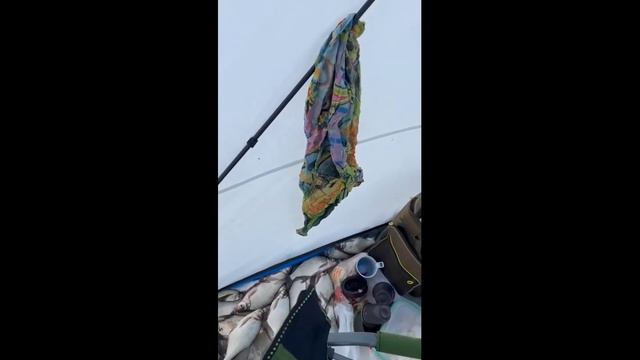 Рыбалка удалась. Таранки будет много. Россия. смотреть онлайн