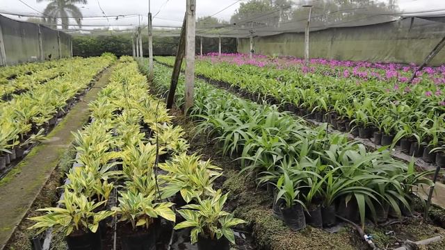 Cómo cuidar PLANTAS DE FOLLAJE: Cuna de moisés, Alocasia, Ficus, Aglaonema, Philodendron │Candy Bu смотреть онлайн