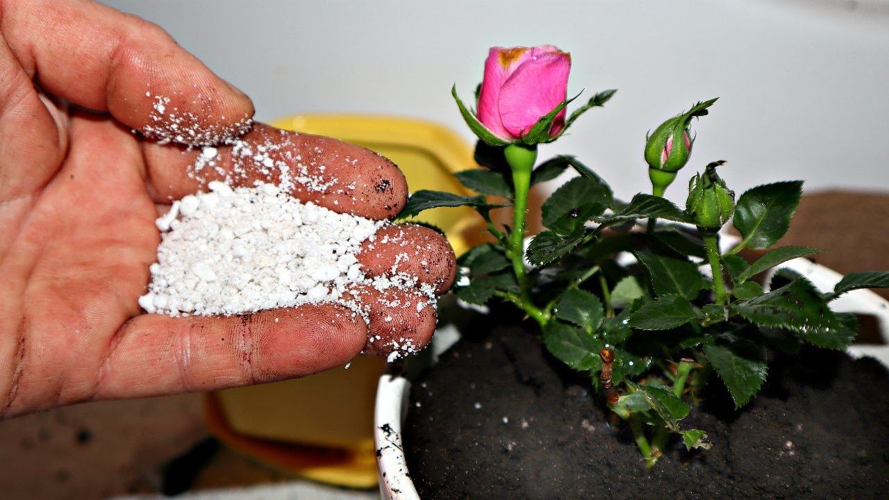 Если так пересадить домашнюю розу то цвести будет сразу без болезней!Как посадить розу после покупки смотреть онлайн