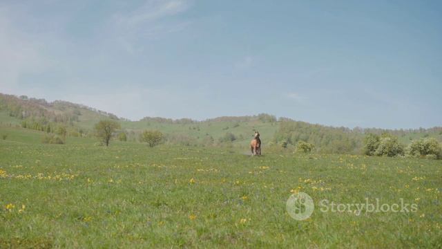 В поле с конем. Видеоклип смотреть онлайн