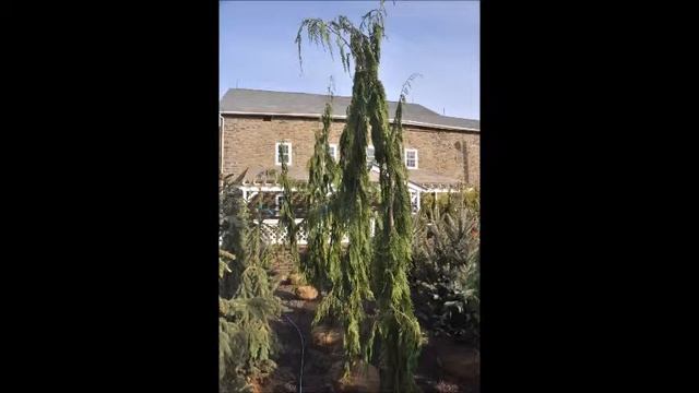 The Alaskian Chamaecyparis nootkatensis 'Green Arrow' смотреть онлайн