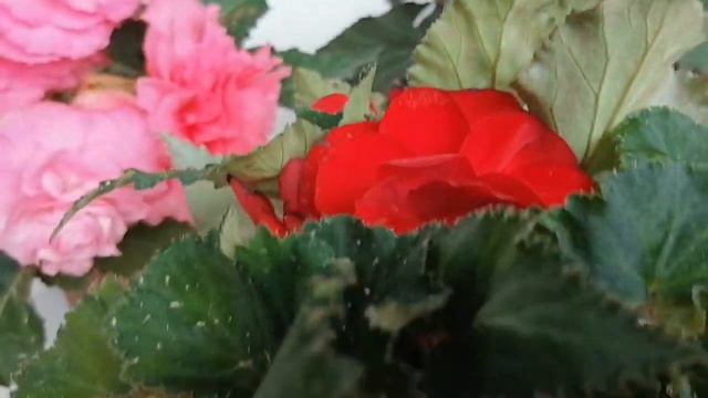 И снова новинки. смотреть онлайн