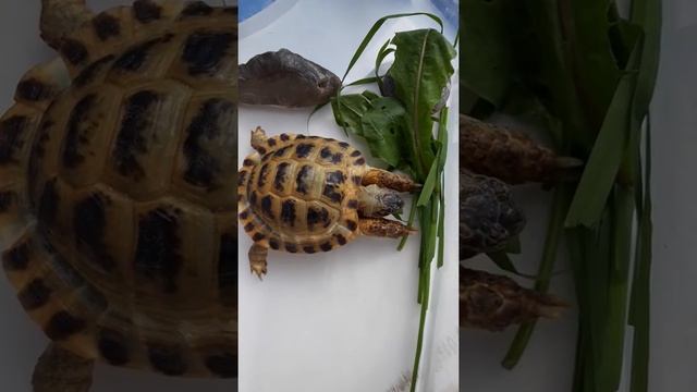 Сухопутная черепаха, чем кормить сухопутную черепаху. смотреть онлайн