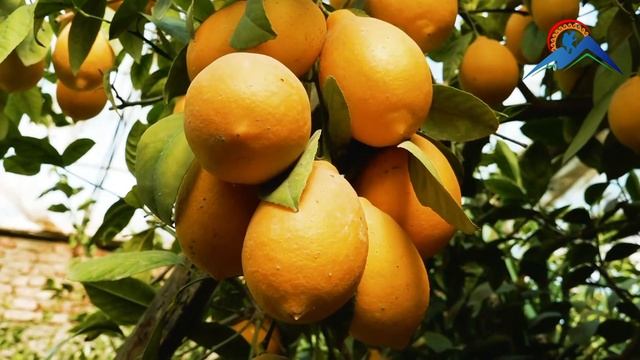 Лимупарвари \ Lemon grower. Tajikistan смотреть онлайн