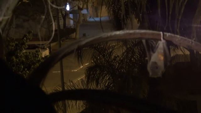 Нильский крылан смотреть онлайн