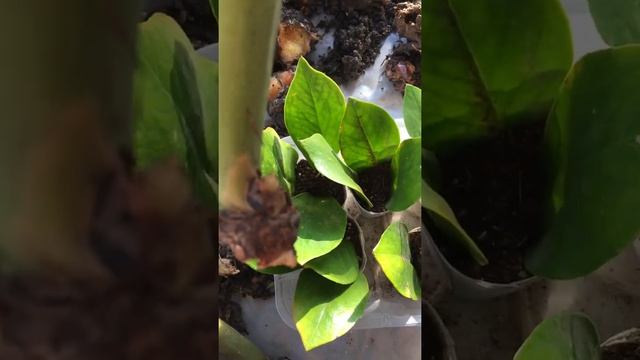 Замиокулькас или долларовое дерево погибло,листочки на укоренение . смотреть онлайн