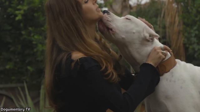The Amazing Dogo Argentino | Facts About This Powerful and Beautiful Dog смотреть онлайн