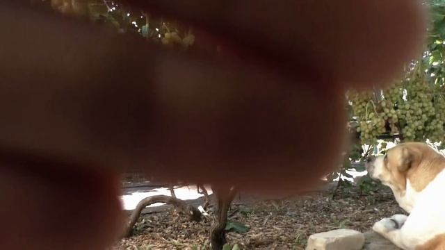 Когда нельзя, но очень хочется и пока папа настраивал камеру на запись... Розалинда соблазнила Лаки