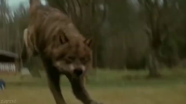 Волчья ягода, цитаты волка смотреть онлайн