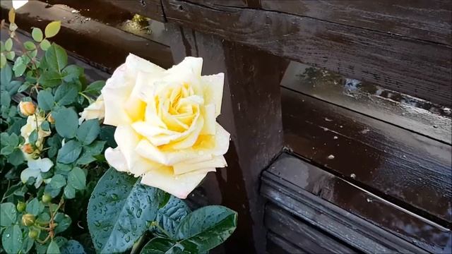 Роза 20 века: Gloria Dei, Peace,Gioia, Madame Meilland смотреть онлайн