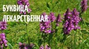 Буквица лекарственная. Многолетняя трава, растущая в дикой природе.