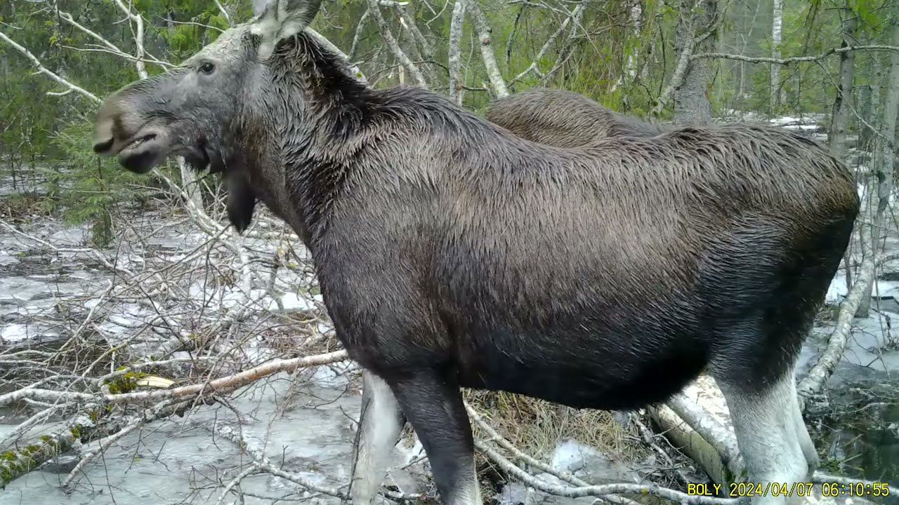 Фотоловушка Bolyguard SG2060-K #29.2 \ Лоси кормятся осиной смотреть онлайн