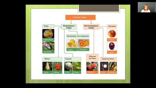 Биология 6 класс 14-15 недели. Плоды. Распространение плодов смотреть онлайн