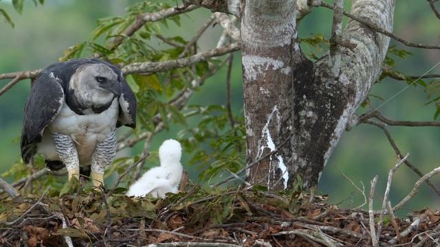 Harpy Eagle смотреть онлайн