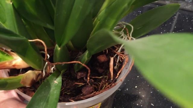 Орхидея дарит Свет))) Пират Пикоти, Джулия, Сого Релекс.... и тд и тп))) смотреть онлайн