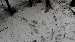 "Степашке не повезло". Охота с таксами на зайца. Жесткошерстные таксы.