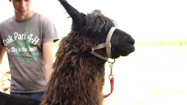 Schuster's Farm Virtual Field Trip: Animals смотреть онлайн