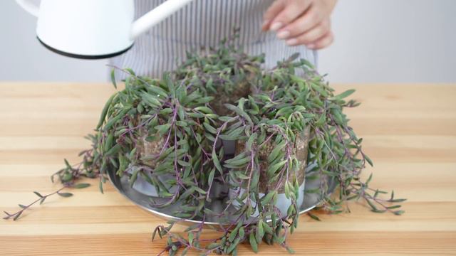 2단 행잉플랜트 & 받침대, 다육식물 & 선인장 심어주기, 심플화분 만들기, 흙 종류 : plastic recycling, succulents смотреть онлайн