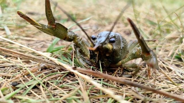 Дикий рак (ниндзя ) смотреть онлайн