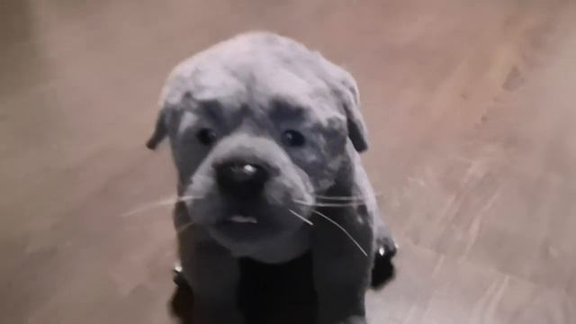 Little silver labrador puppy. Реалистичные игрушки от Эмилии. смотреть онлайн