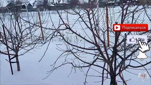 Как зимует не укрытый виноград?! смотреть онлайн