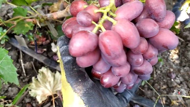 Гибридная форма винограда Велюр смотреть онлайн