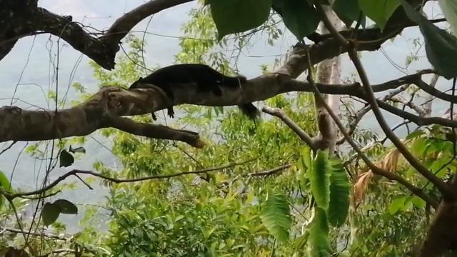 Индийская гигантская белка смотреть онлайн