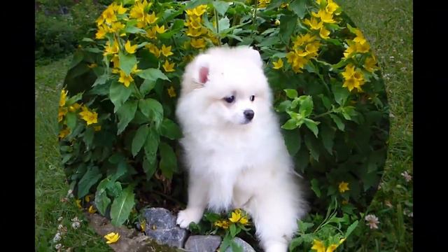 Померанский шпиц щенки продажа. Многопородный клуб Догики в Москве и Московской области. смотреть онлайн