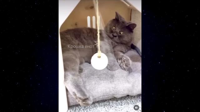 Я РЖАЛ ДО СЛЕЗ😂 40 Минут ОТБОРНЫХ ПРИКОЛОВ 2023 Смешные видео - Лучшие ПРИКОЛЫ #62 смотреть онлайн